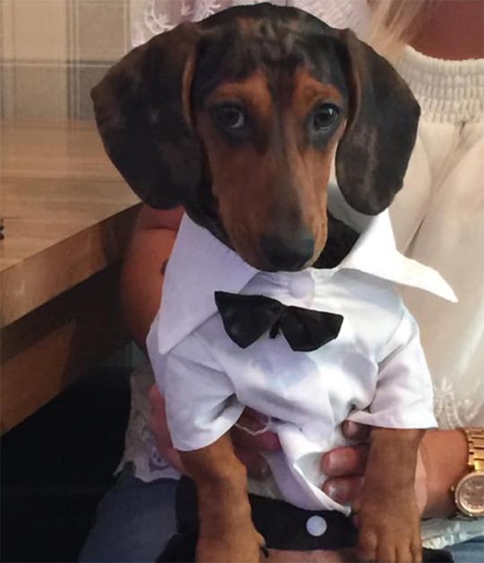 18 Funny Moments Showing That Dachshunds Are The Cutest Dogs 3