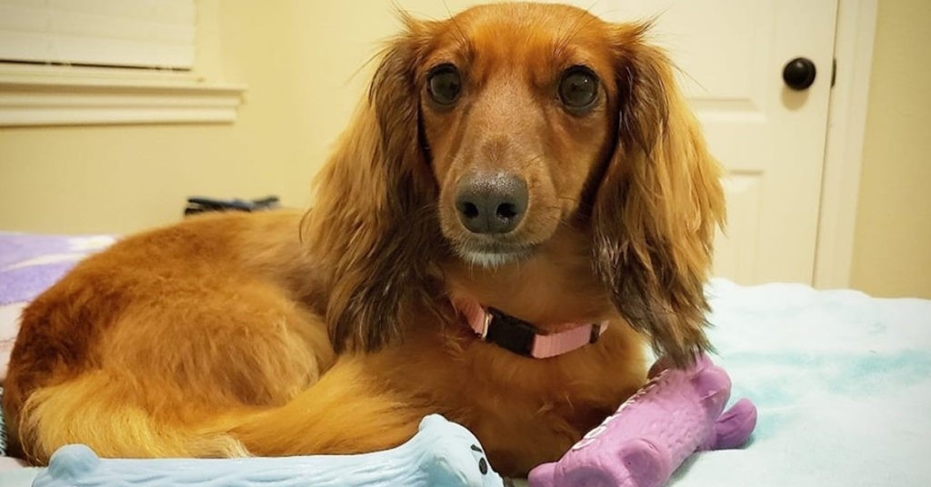 Cute Dachshund Names For Your Dachshund Puppies Dachshund Bonus