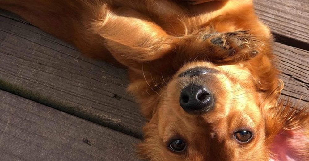 5 Amazing Secret Only Dachshund Owners Understand