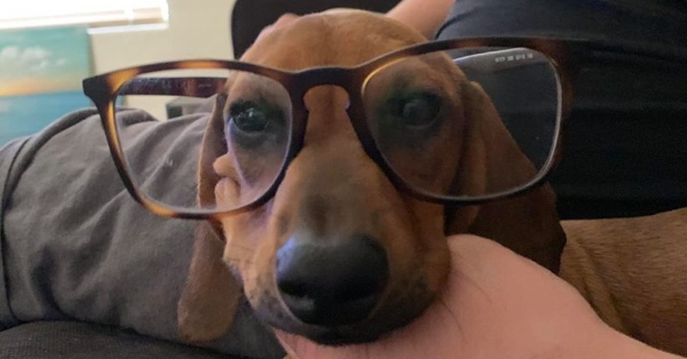 Things Your Dachshunds May Not Like
