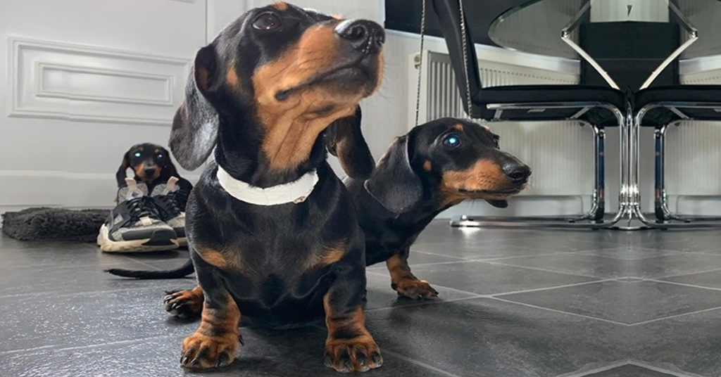 Science Confirms Owning Dachshunds Helps The Owners Reduce Stress