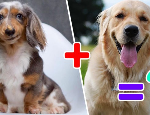 Top Cutest Hybrid Dogs. Look How A Hybrid Dachshund Looks Like