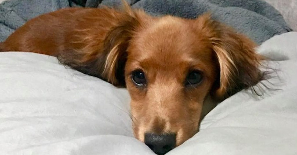 Why Are Dachshunds Always The Best Friends Of Humans?