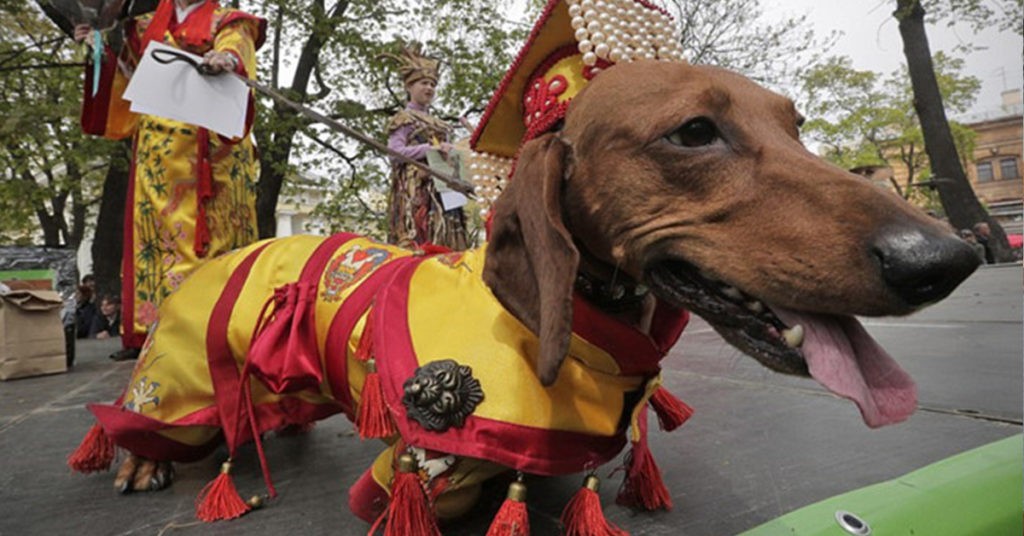 Dachshund Parade Costumes That Are Just Too Cute