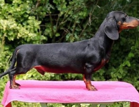 How to make your dachshund's hair glossy and shiny