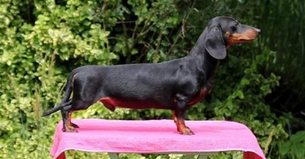 How to make your dachshund's hair glossy and shiny