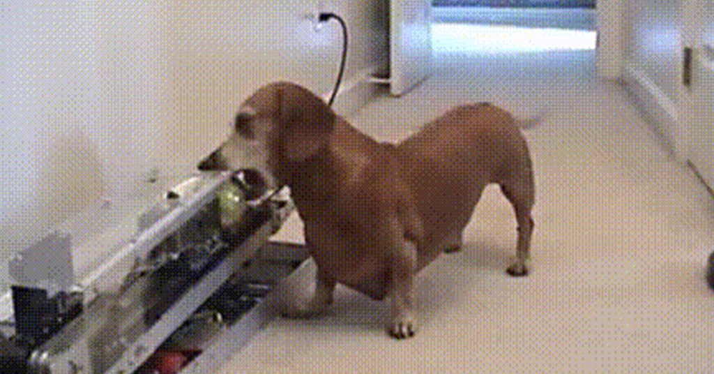 A Smart Dachshund Playing With His Ball  Without Any Helps
