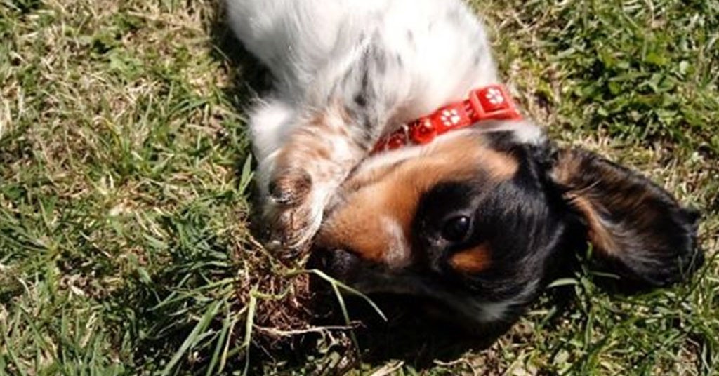 10 Reasons Dachshunds Are The Funniest Dogs