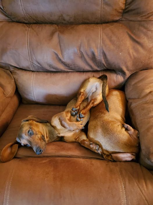 Hilarious Reasons Dachshunds Think They Are Humans 12