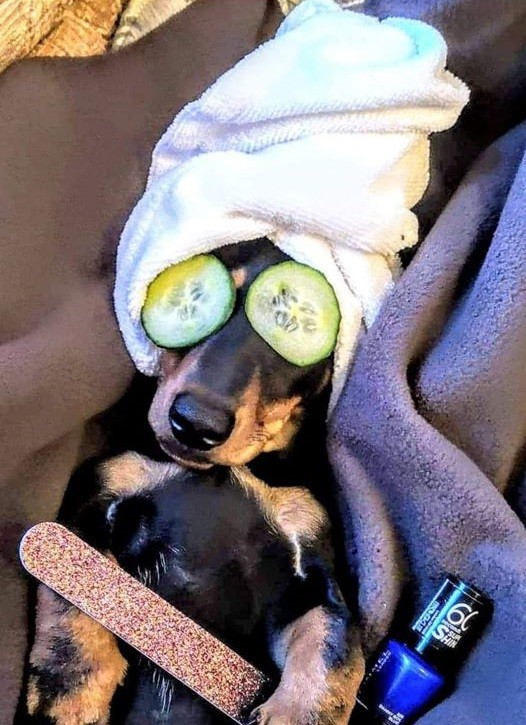 Hilarious Reasons Dachshunds Think They Are Humans 8