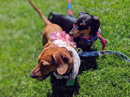 How To Properly Show Affection To Your Dachshunds? 5