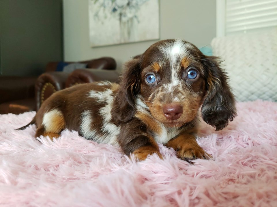 7 Ways To Help Your Dachshund Puppies Always Healthy 2