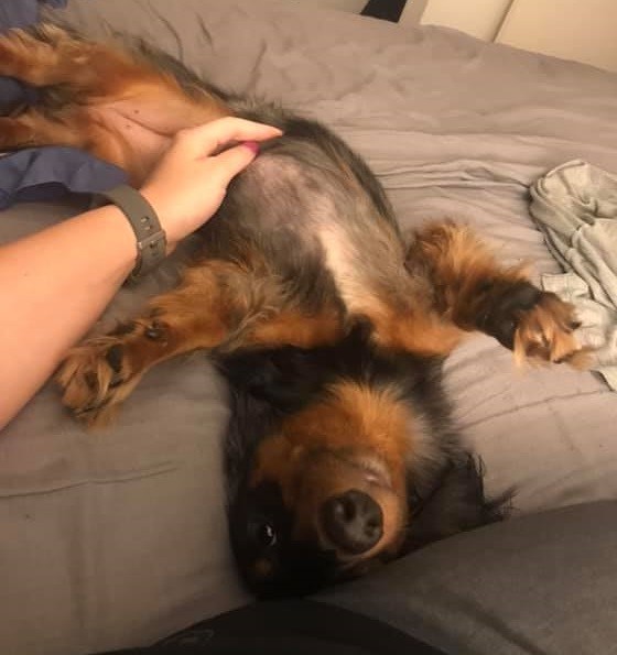How To Properly Show Affection To Your Dachshunds? 4