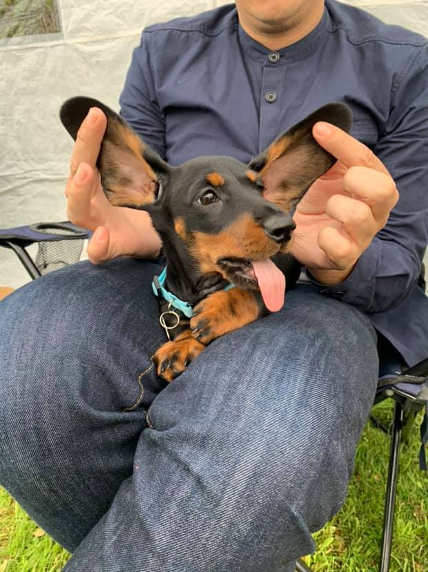 How To Properly Show Affection To Your Dachshunds? 6