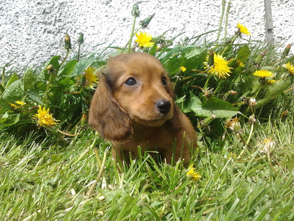 How To Teach Your Dachshunds To Recognize Their Names 3