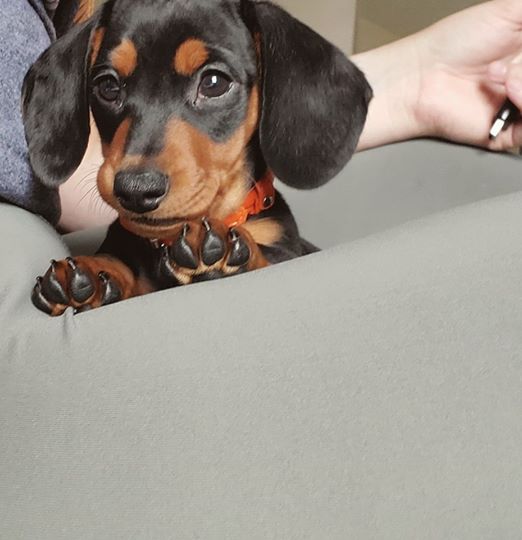 Understanding Your Dachshund's Gestures 4