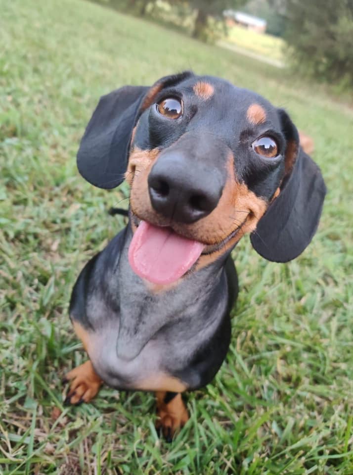 Dachshunds - The Most Fictional Dogs 4