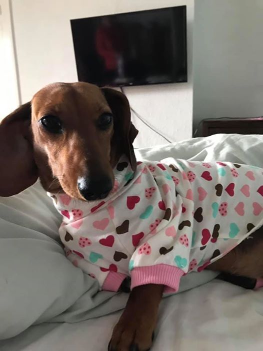 Hilarious Reasons Dachshunds Think They Are Humans 5