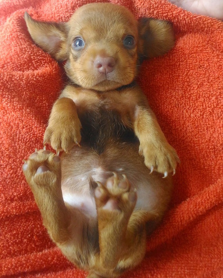 How To Care For A New Dachshund Puppy 4