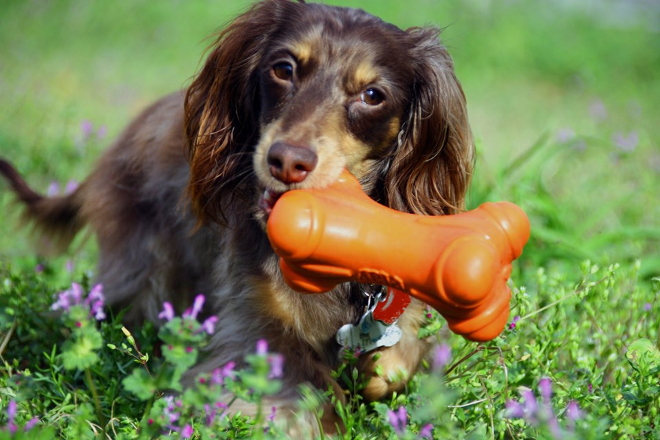 Funny Dachshund Property Laws 8