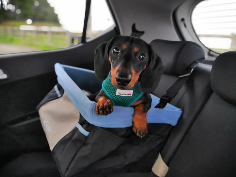 How To Care For A New Dachshund Puppy 1