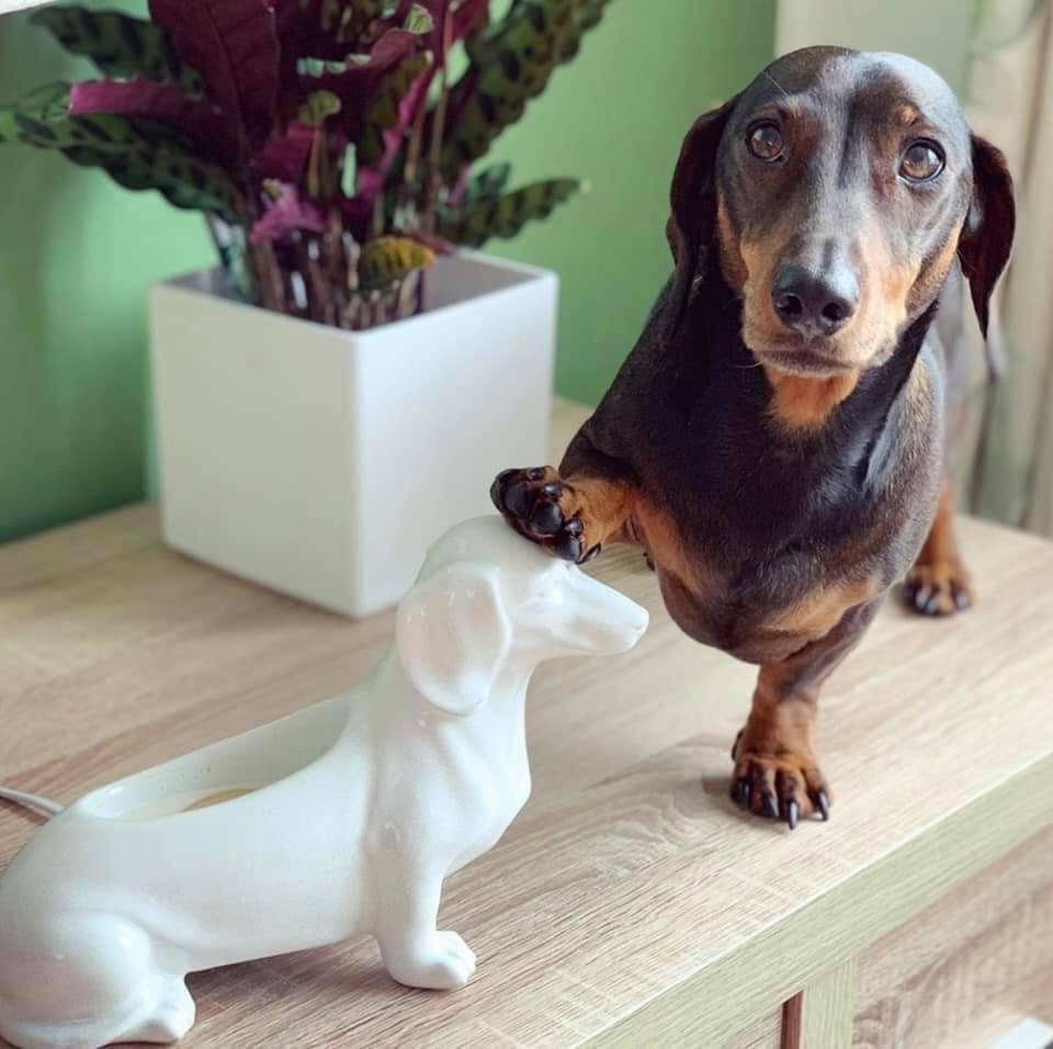 Understanding Your Dachshund's Gestures 12