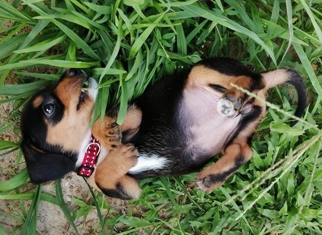 Understanding Your Dachshund's Gestures 9