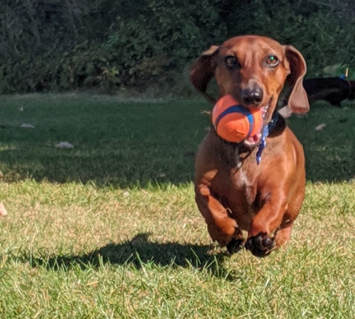 Funny Dachshund Property Laws 2