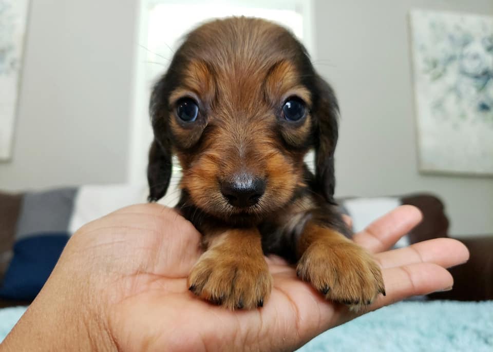 How To Care For A New Dachshund Puppy Dachshund Bonus