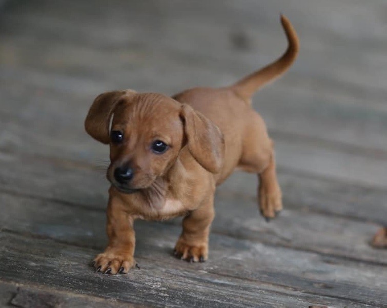 Understanding Your Dachshund's Gestures 2