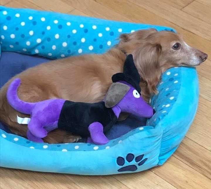 How To Care For A New Dachshund Puppy 2