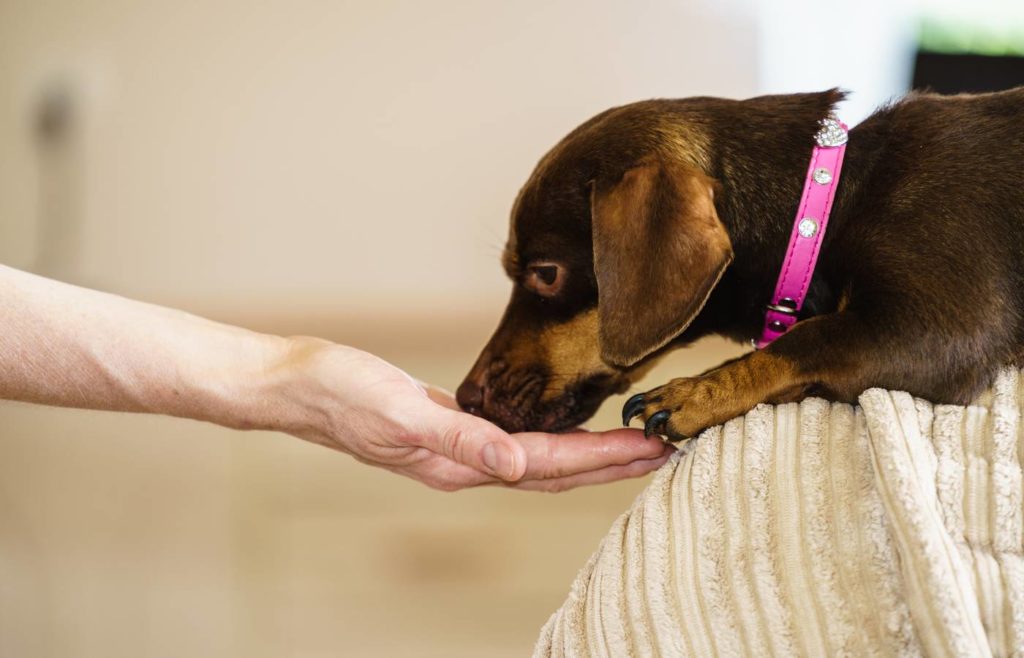 How To Properly Show Affection To Your Dachshunds? 7