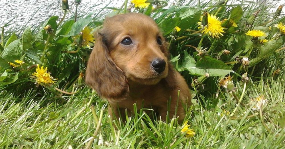 How To Teach Your Dachshunds To Recognize Their Names