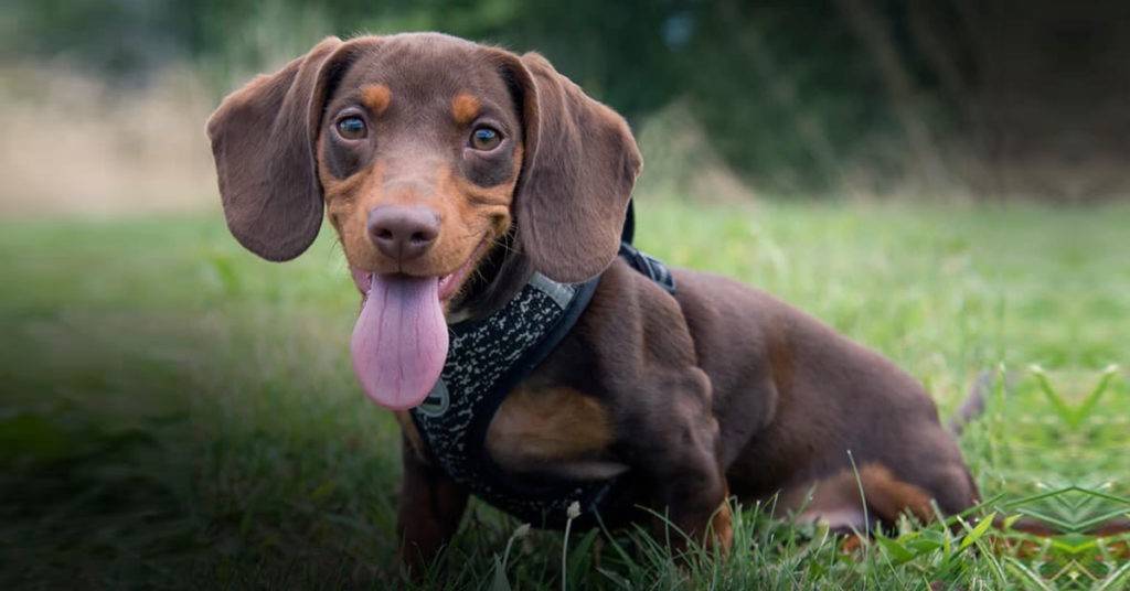 Why Do Dachshunds Often Wag Their Tails?