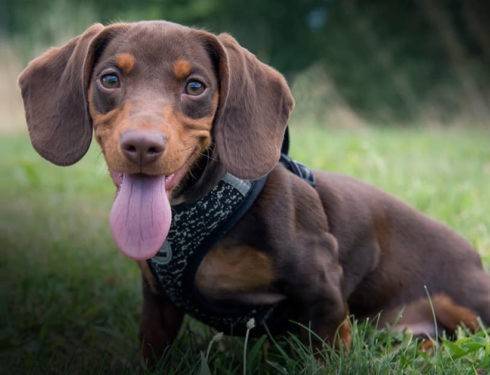 Why Do Dachshunds Often Wag Their Tails?