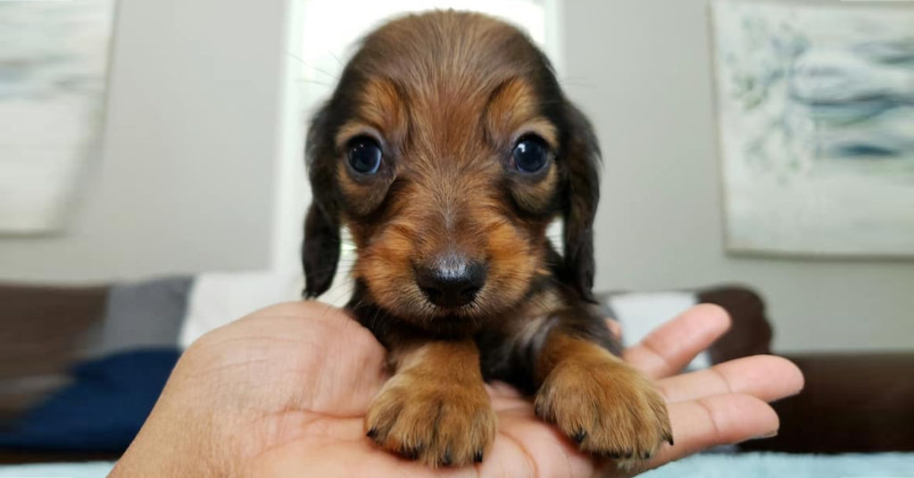 daschund puppy