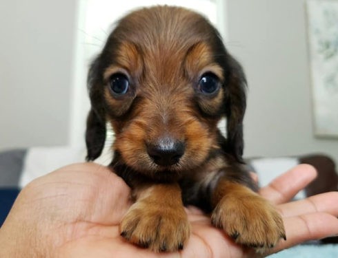 How To Care For A New Dachshund Puppy
