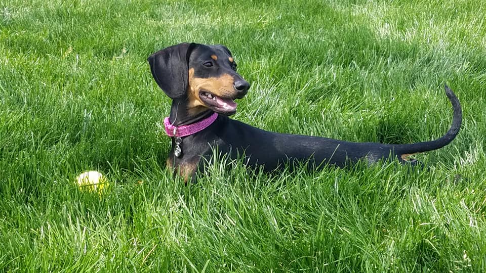4 Reasons Why Puppies Love Rolling On The Lawn 4