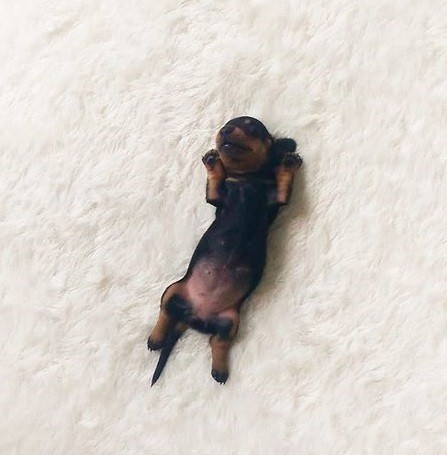 12 Reasons You Should Not Own A Dachshund 12