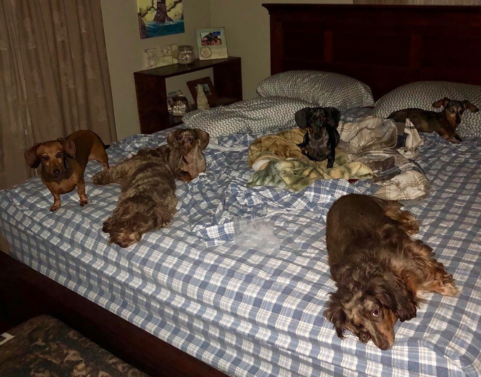 12 Reasons You Should Not Own A Dachshund 2