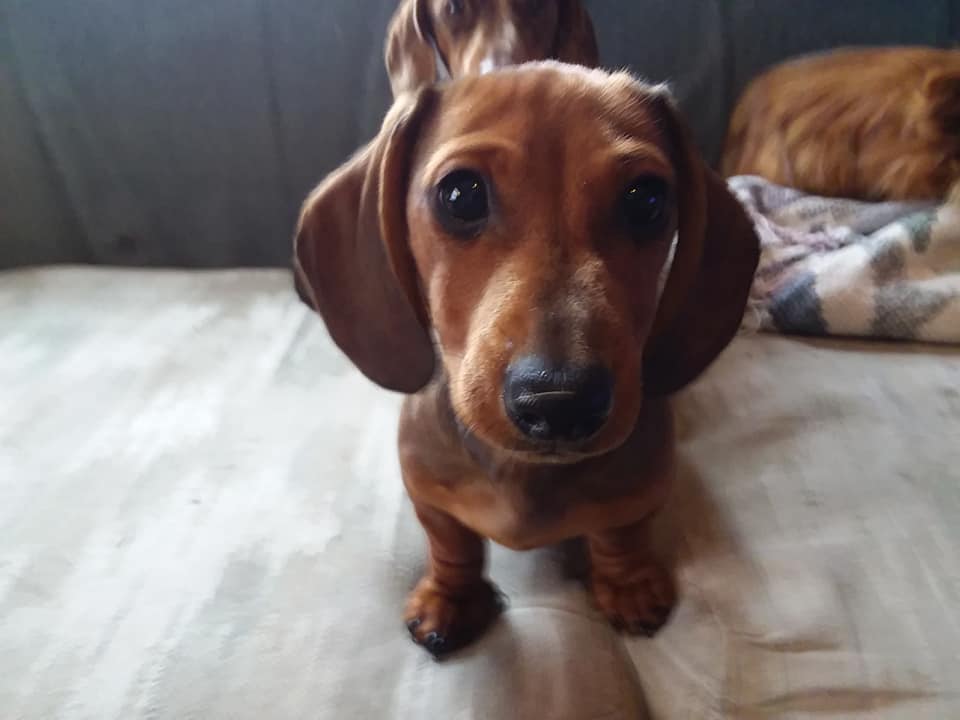 12 Reasons You Should Not Own A Dachshund 11