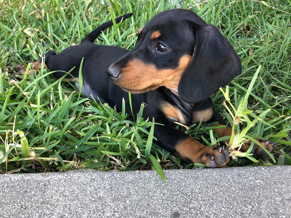 4 Reasons Why Puppies Love Rolling On The Lawn 2