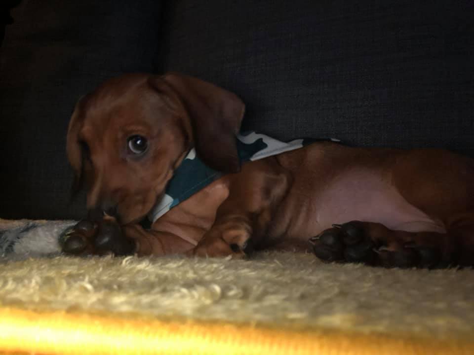 What Will Happens When You Leave Your Dachshund Home Alone? 2