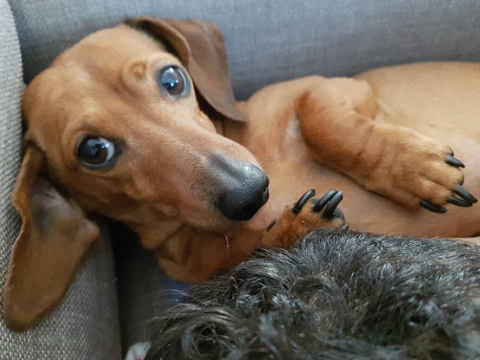 What Will Happens When You Leave Your Dachshund Home Alone? 3