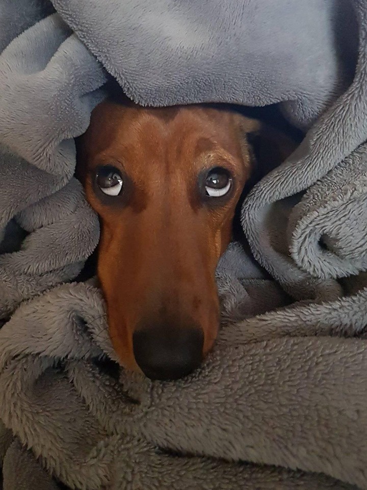 What Will Happens When You Leave Your Dachshund Home Alone? 6