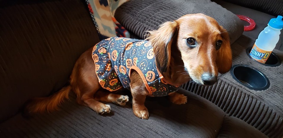 What Will Happens When You Leave Your Dachshund Home Alone? 4