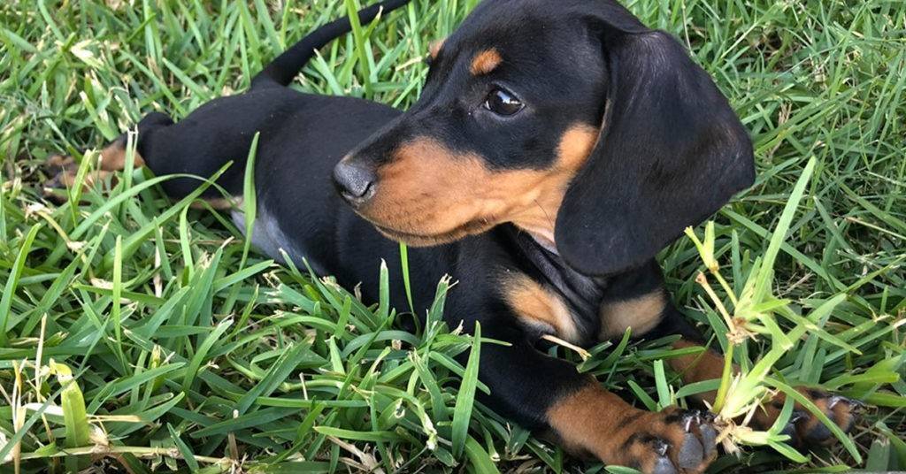 4 Reasons Why Puppies Love Rolling On The Lawn