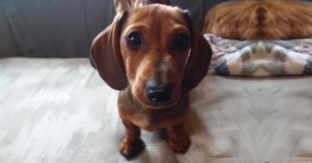 12 Reasons You Should Not Own A Dachshund