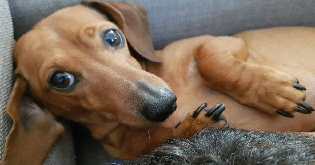 What Will Happen When You Leave Your Dachshund Home Alone?
