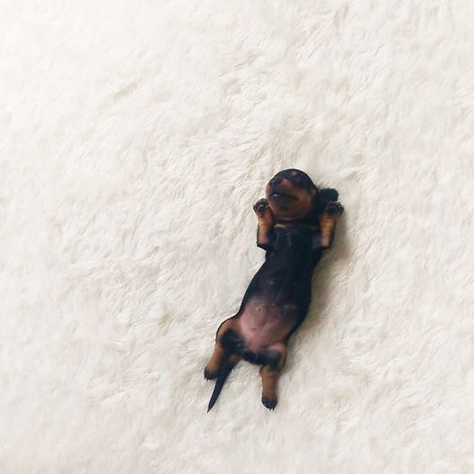 what do dachshund like to sleep on